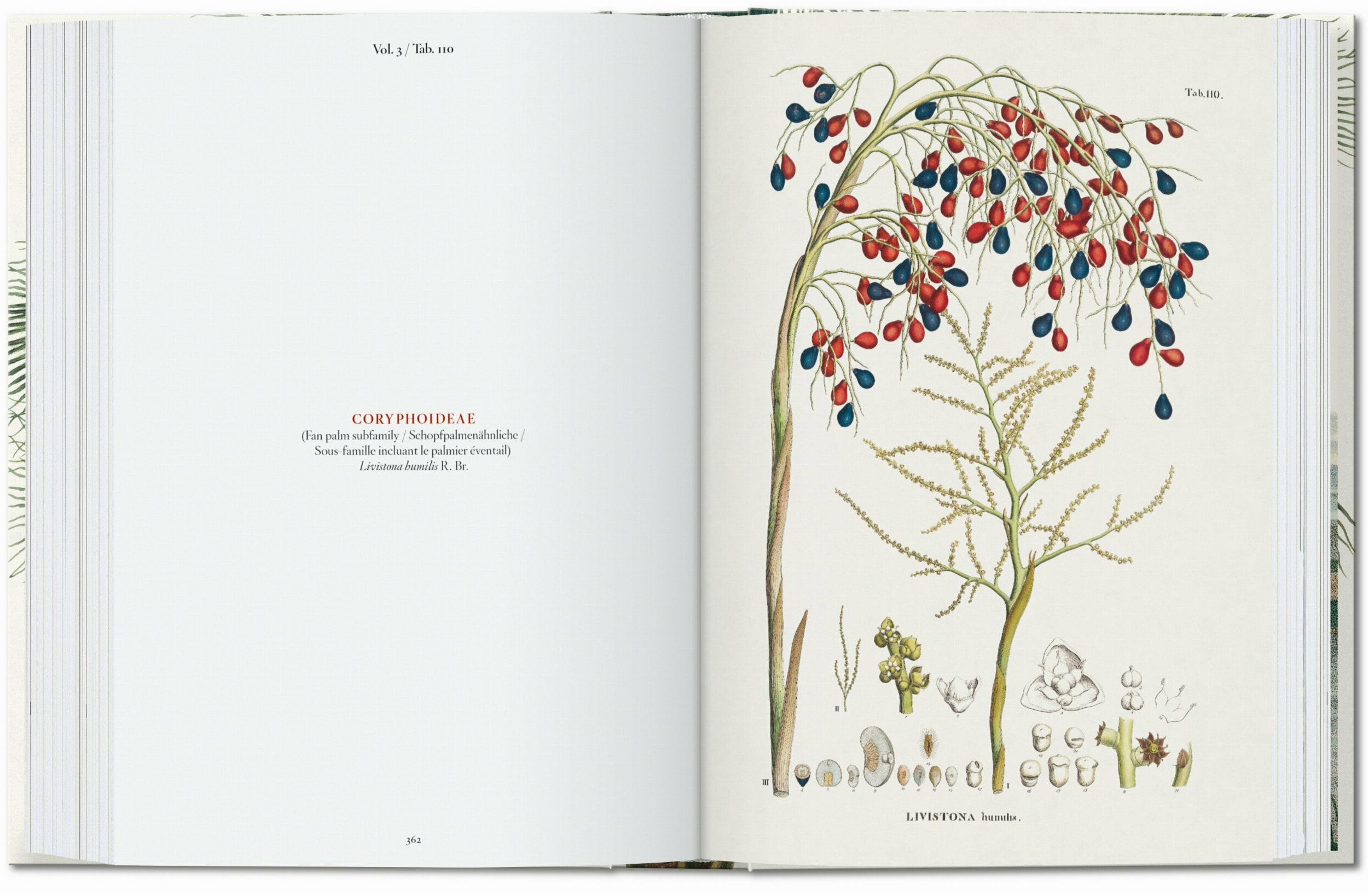 Martius. El Libro de las Palmeras. 40Th Ed.-6