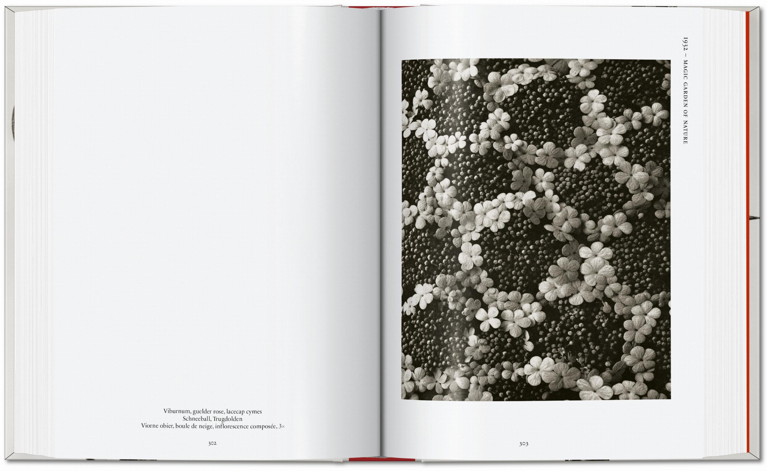 Karl Blossfeldt. The Complete Published Work. 40Th Ed.-7