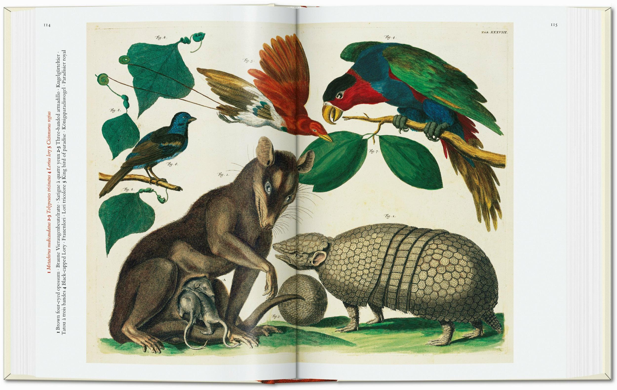 Seba. Cabinet Of Natural Curiosities. 40Th Ed.-3