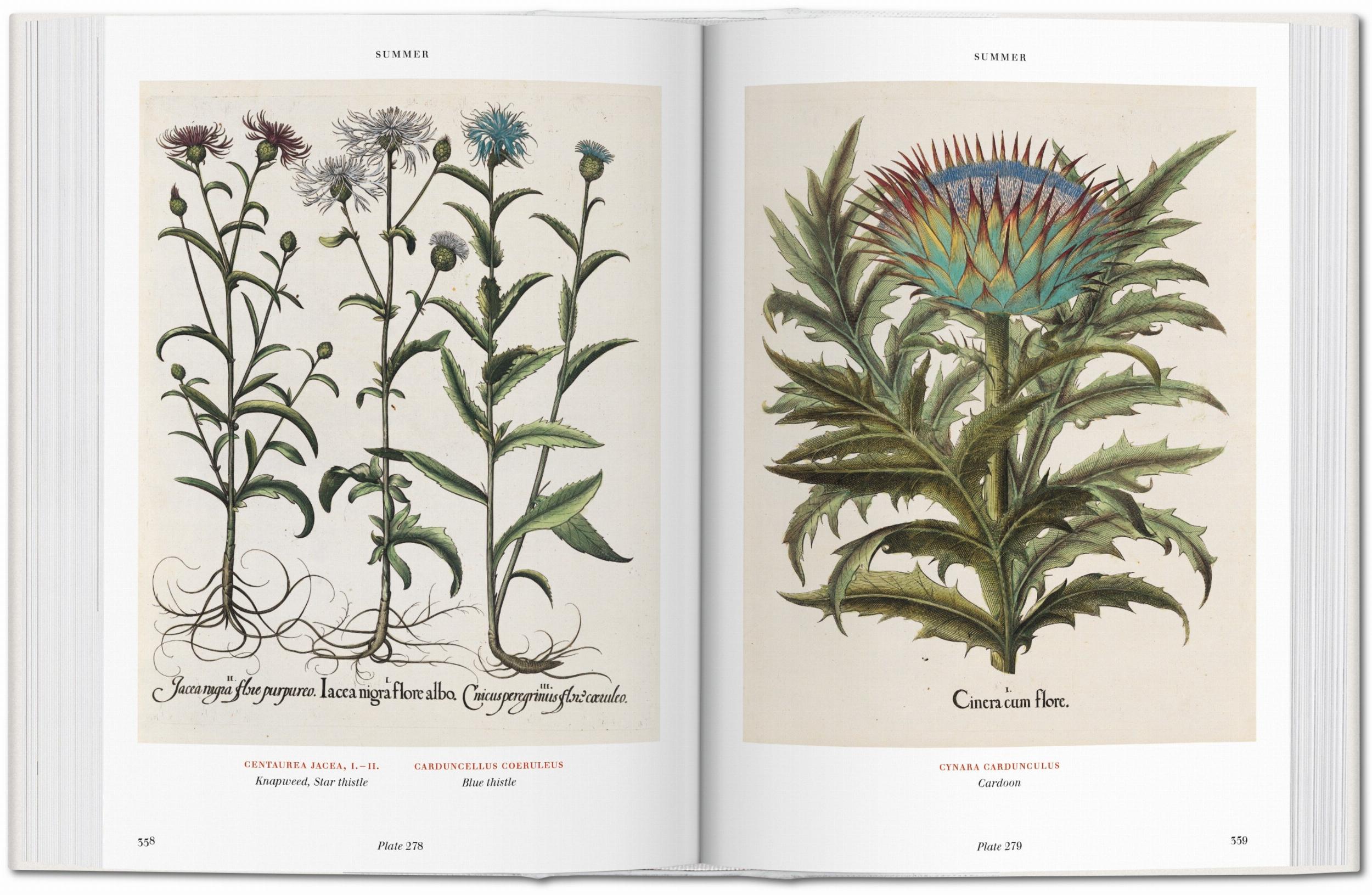 Basilius Besler. Florilegium. The Book Of Plants-5