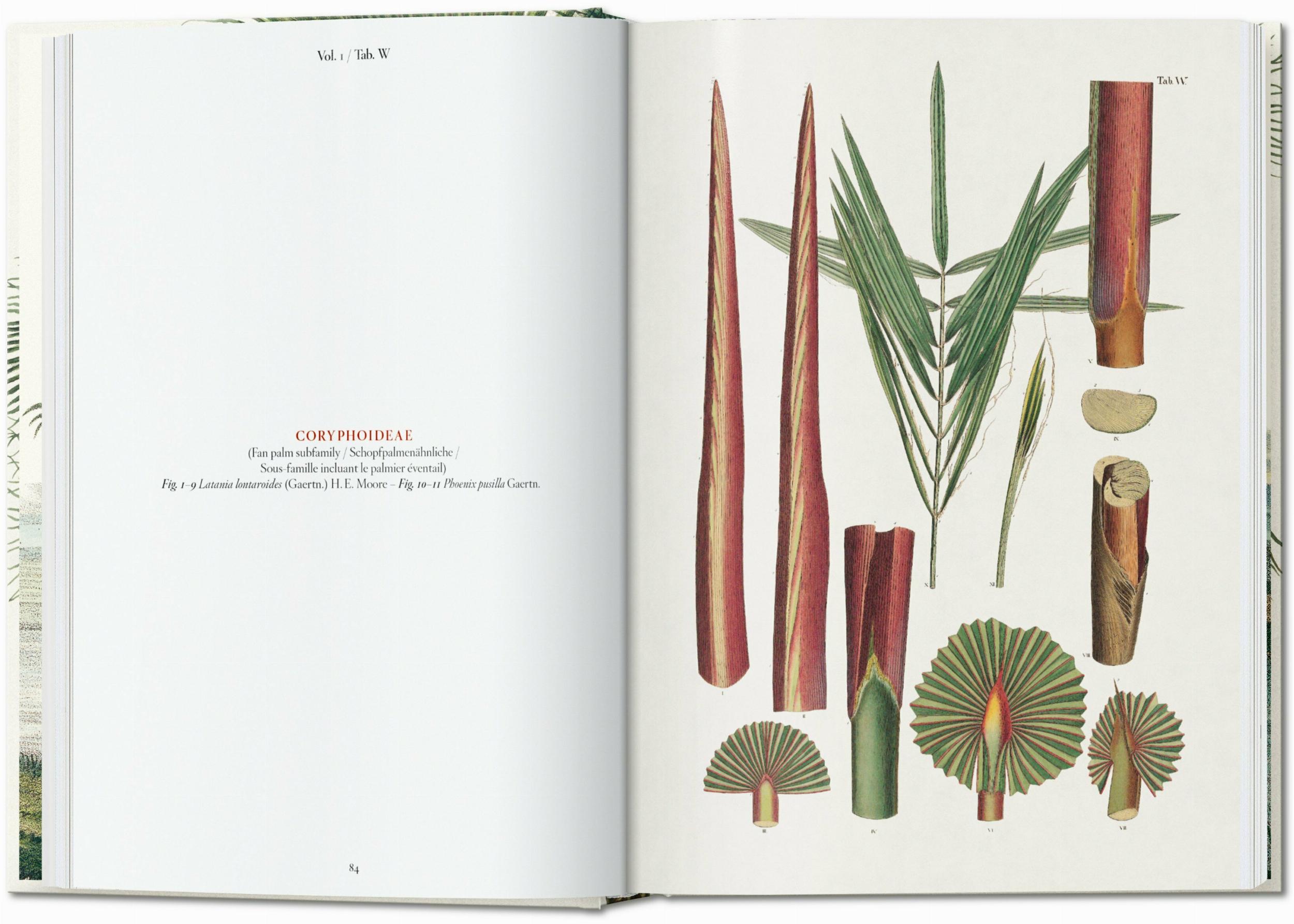 Martius. El Libro de las Palmeras. 40Th Ed.-3