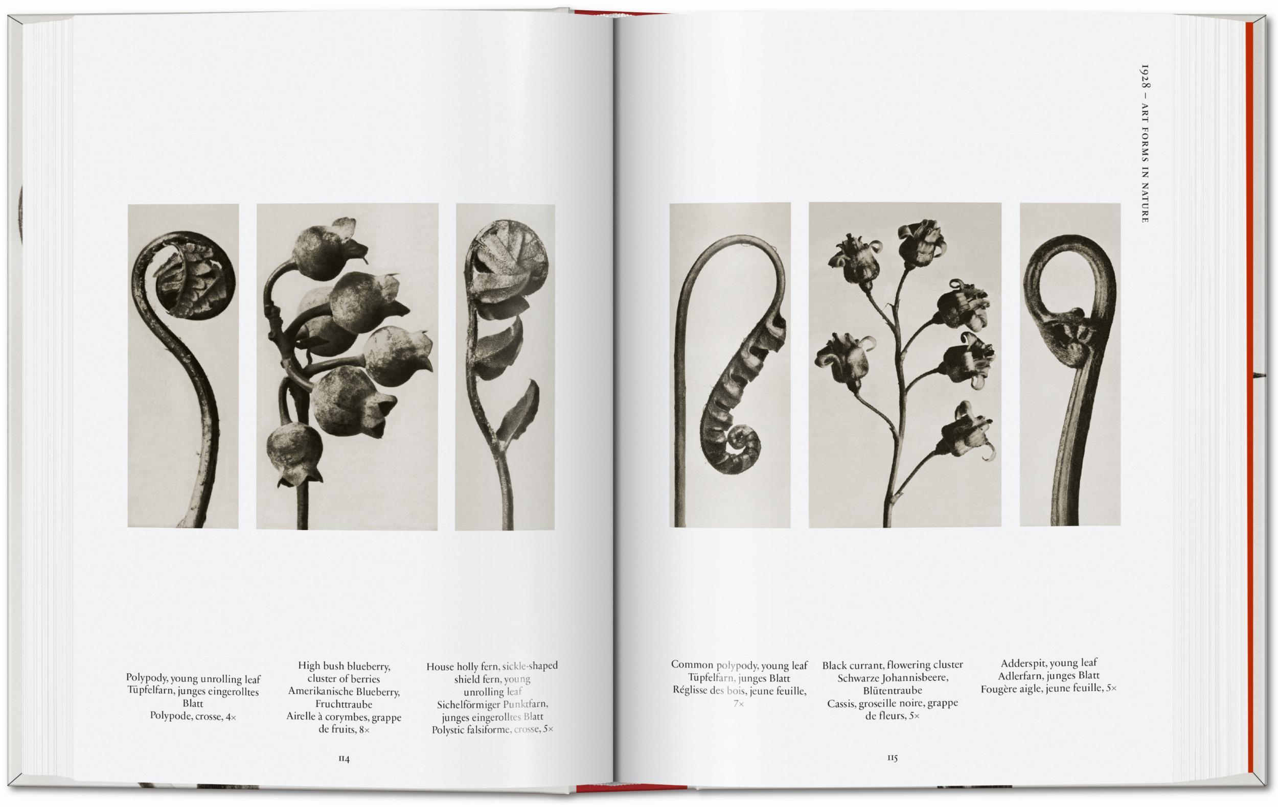 Karl Blossfeldt. The Complete Published Work. 40Th Ed.-4