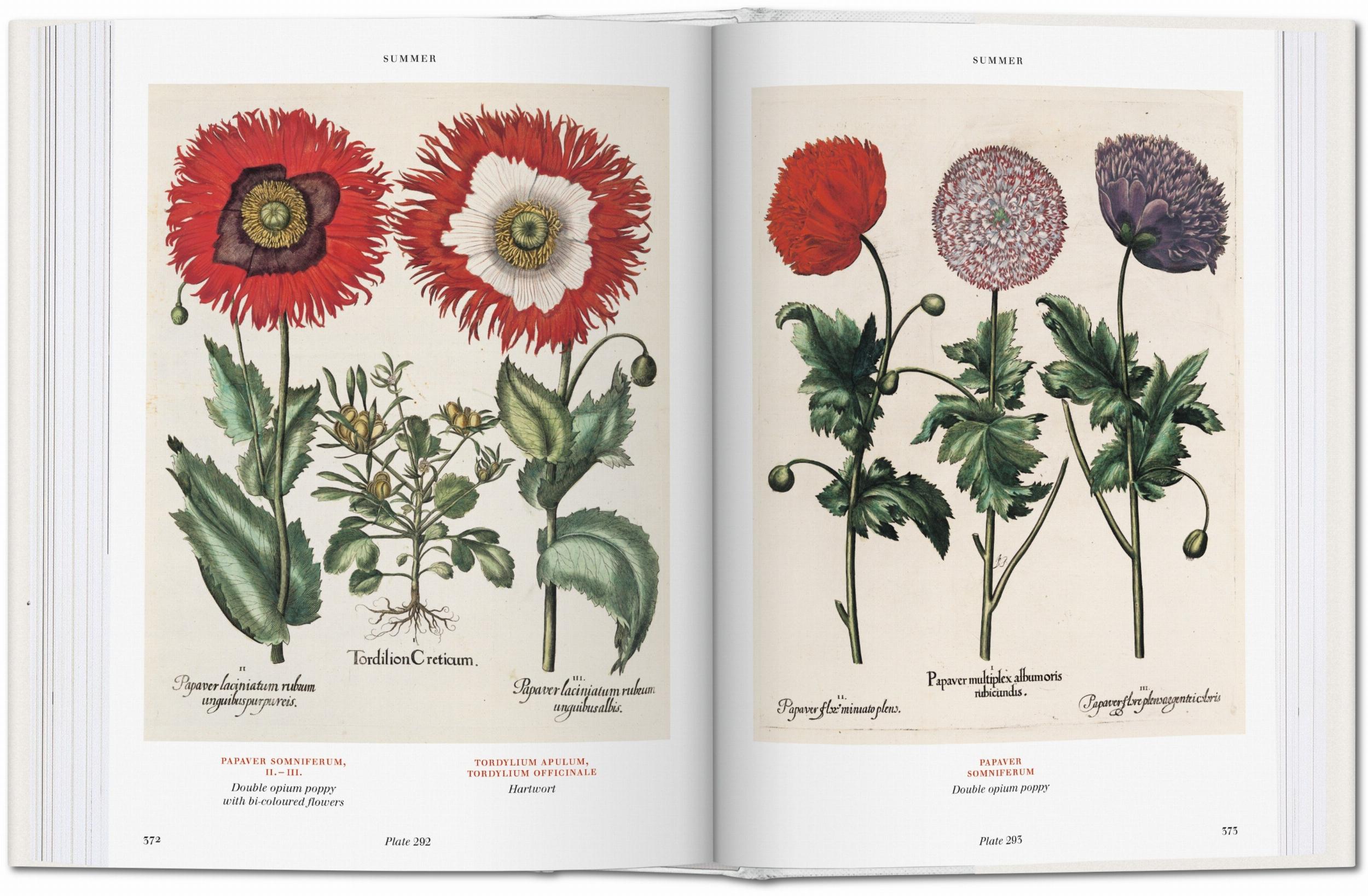 Basilius Besler. Florilegium. The Book Of Plants-6