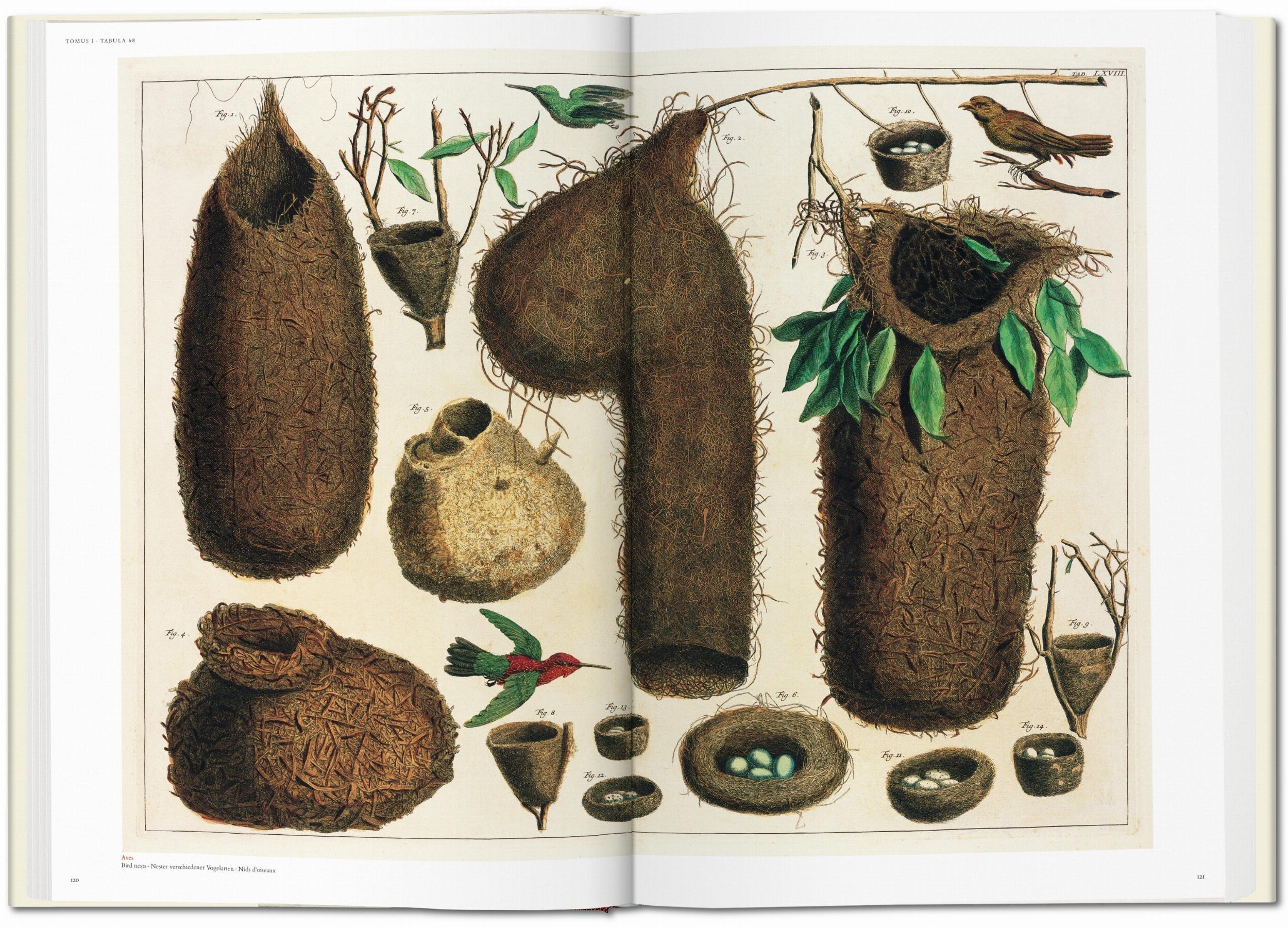 Seba. Cabinet of Natural Curiosities - Image 4 of 8