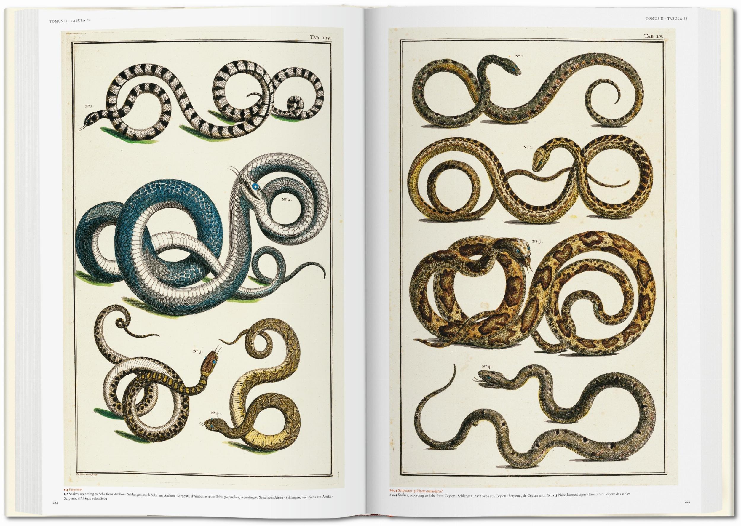 Seba. Cabinet of Natural Curiosities - Image 6 of 8