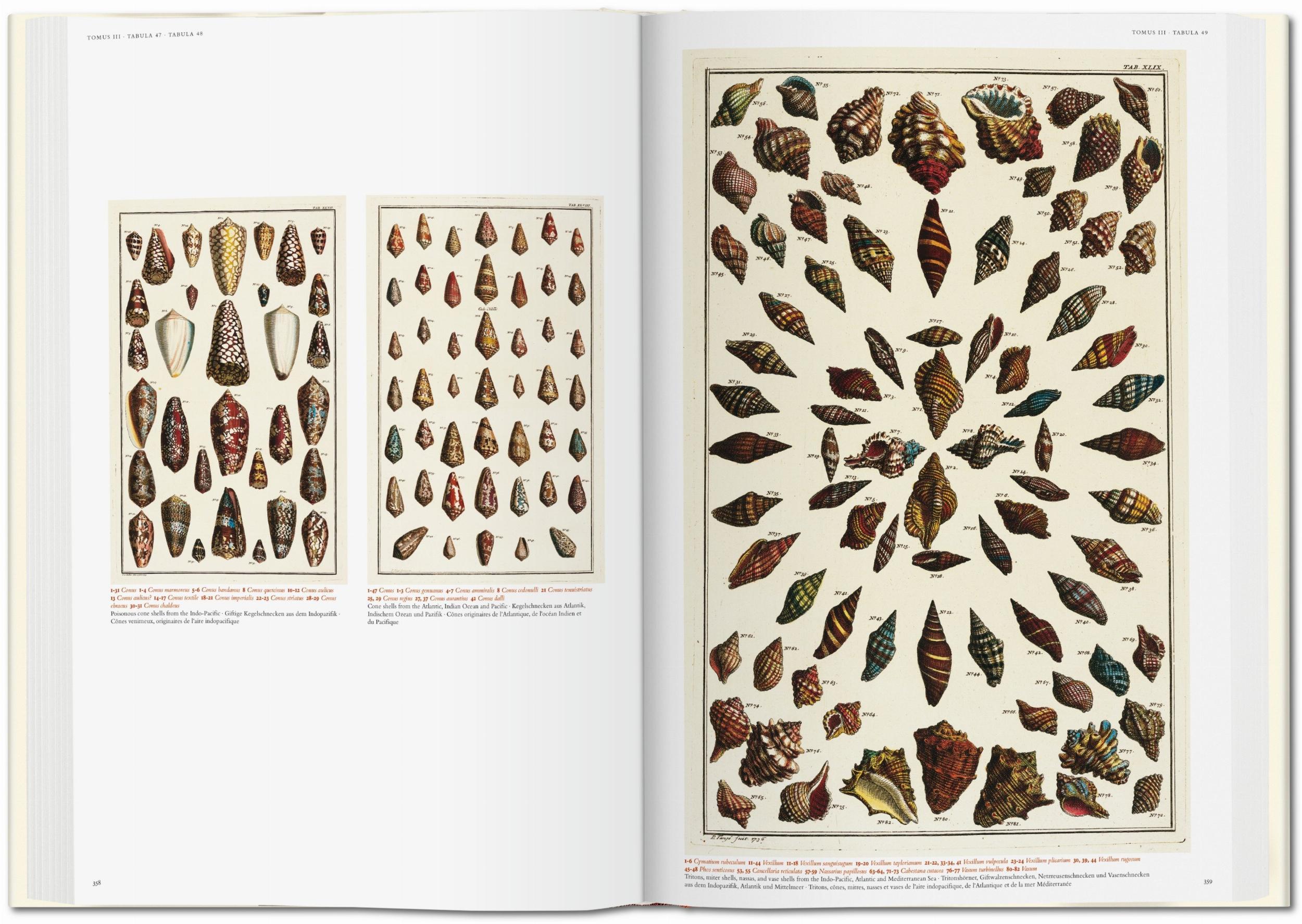 Seba. Cabinet of Natural Curiosities - Image 8 of 8