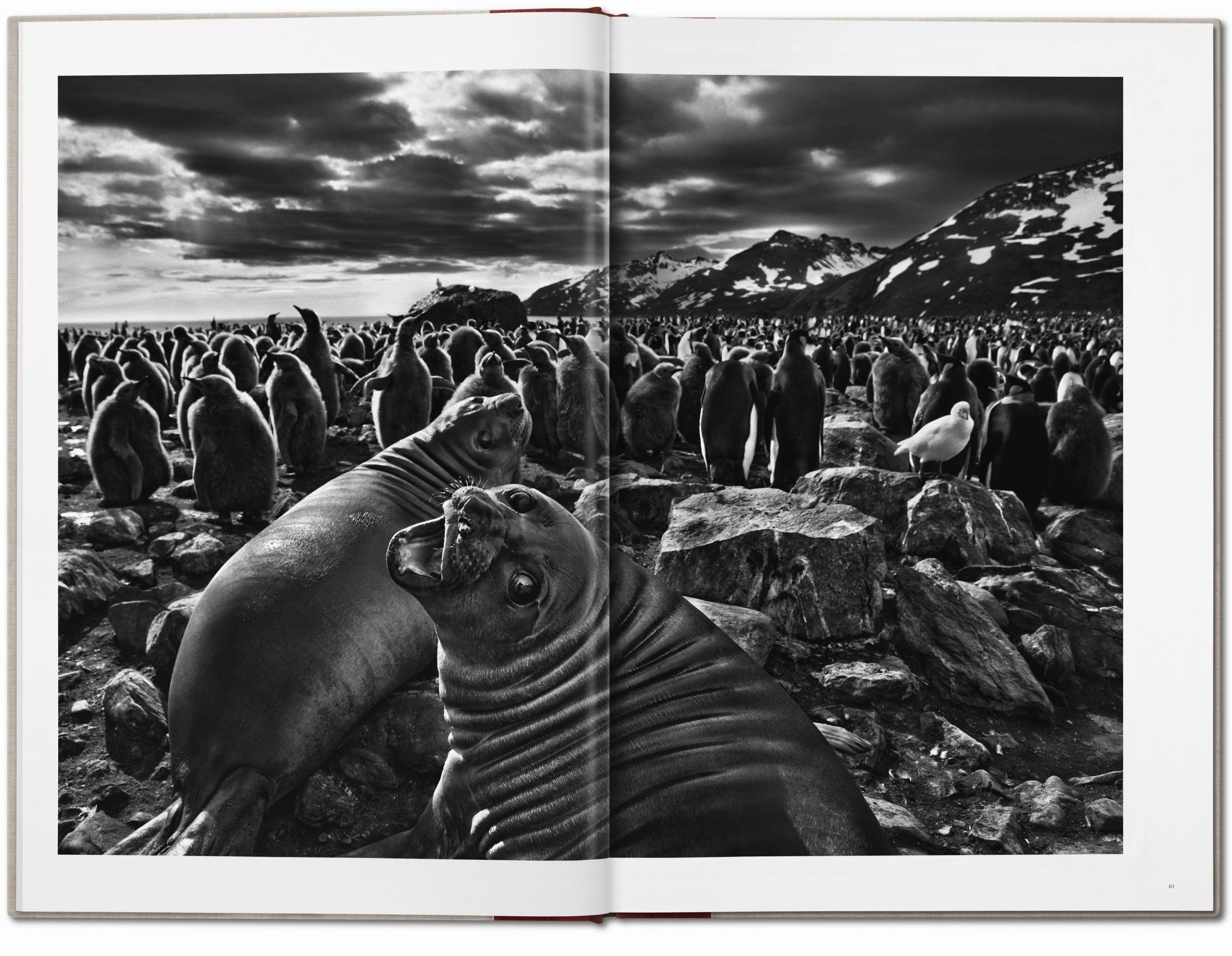 Sebastião Salgado. Genesis - Immagine 7 di 13