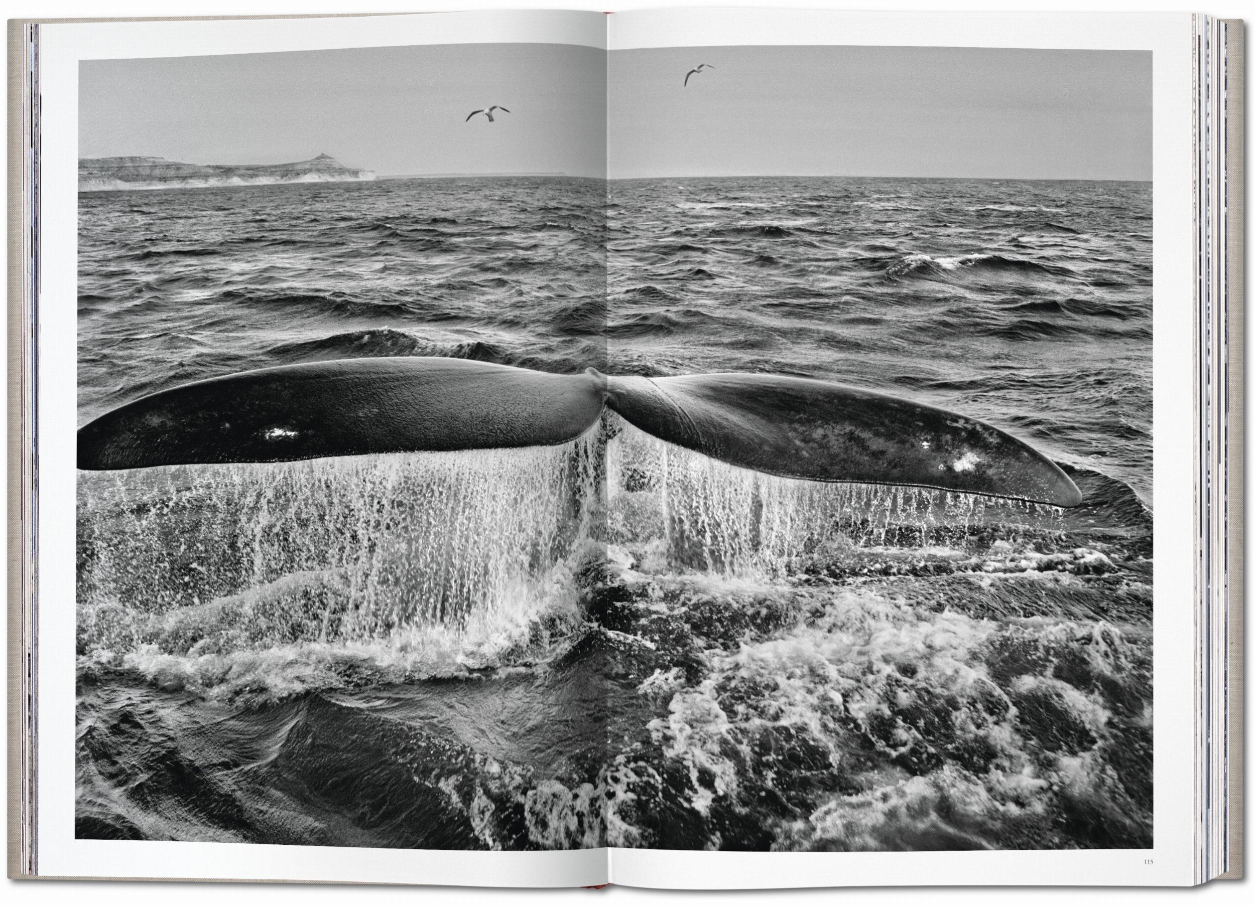 Sebastião Salgado. Genesis - Immagine 8 di 13