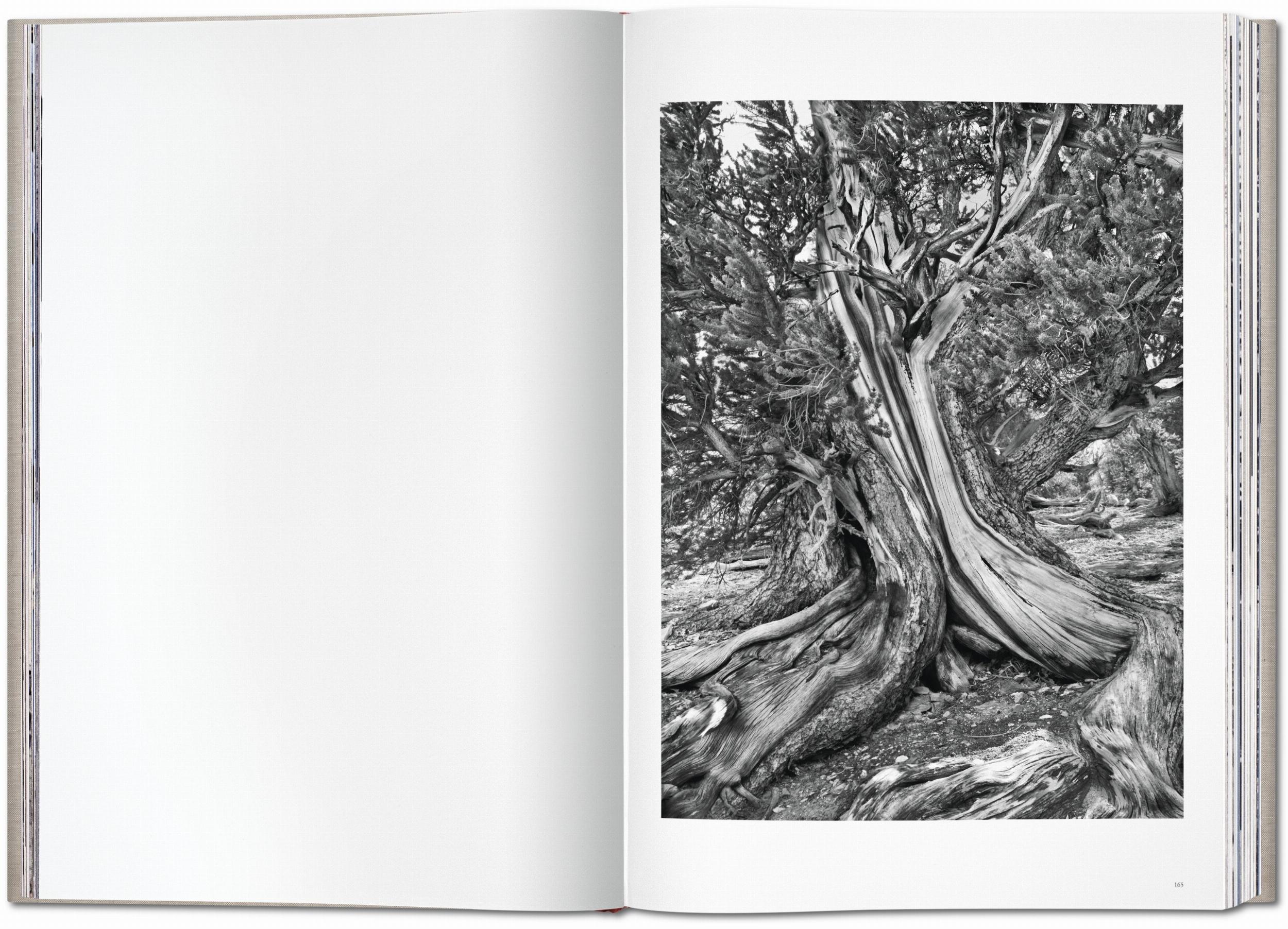 Sebastião Salgado. Genesis - Immagine 10 di 13